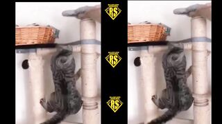 Funny cats and dogs video
