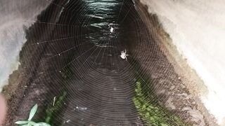 Spider web making technique