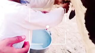 Cute baby pinda wale viral video
