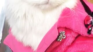 Take care of cats in winter
