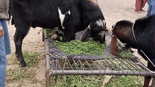 Big Size Breeder Shahpur Kanjran Mandi lahore