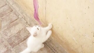 Beautiful cat