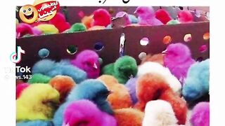 Poetry shorts video