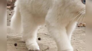 Angry ???? cat