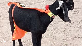 Pur Bital bakri