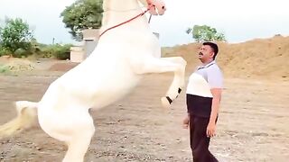 گھوڑے ڈانس ????