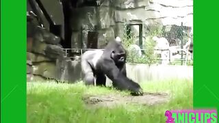 The Funniest and Most Humorous Animals Videos Ever ???? Funny Animals Compilation