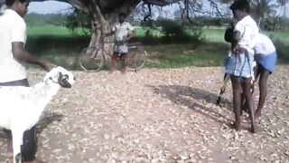Goat fight,famous goat fight,,,,,,,,, - video