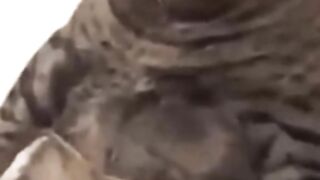 Funny cat videos 2023 | Funny Videos