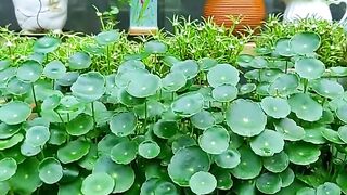 Beautiful plants ????️????️