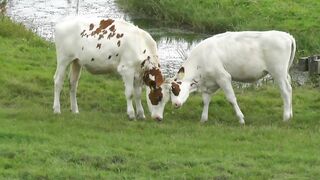 Beautiful cow's playing