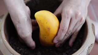 How To Grow SEEDLESS PAPAYA With 100%