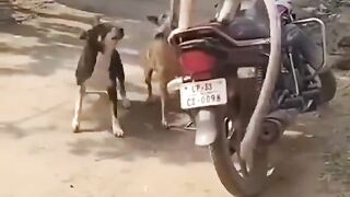 comedy video animals comedy video.funny video.animals