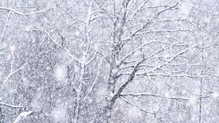 SNOW FALLING