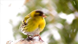 Robin bird singing