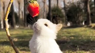 Cute Rabbit ???? A Beautiful Moment ????