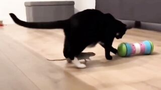 funny cats crazy cats funny animals