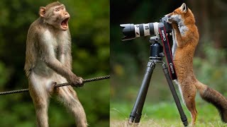 These animals clips will make you surprised,Funny animals,funny dogs,funny cats,