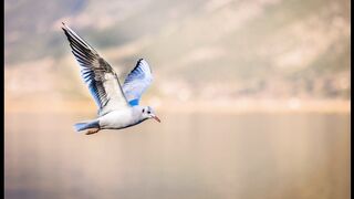 Beautiful birds