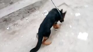 My German Shephard Dog