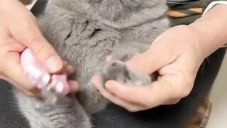 funny cat 08