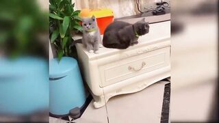 Cats love