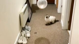 funny cat 09