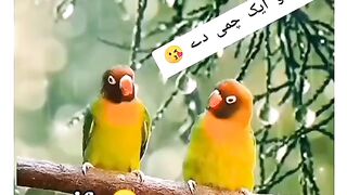 Beautiful and fuuny vedio