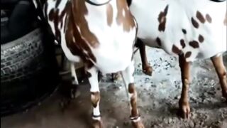 MashAllah beautiful goat❤❤❤