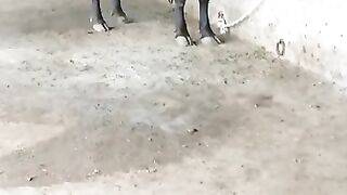 Cow for Sale