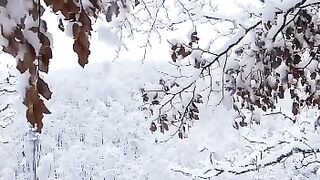 Beautiful snow falls