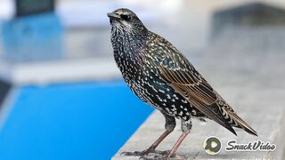 Beutyfull bird