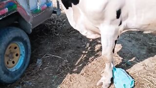 Cow video ????