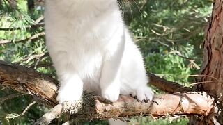Cute Kitten