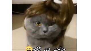 So fuuny cats