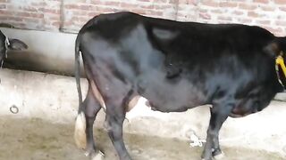 Cow for Sale in Lahore