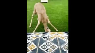 Funny Animals