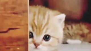Cute ????cat #short #febspot