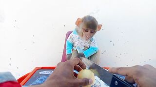 Baby Monkey Friendly Obediently Sits Eating Guava
