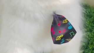 Adorable cat|subscribe please for more