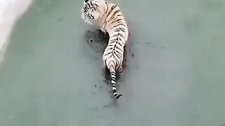 A Tiger and A Duck in One Little Pond