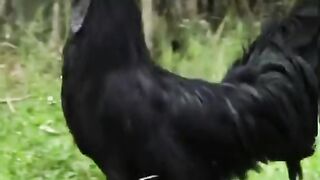 Black hen