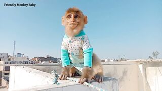 Funny Monkey Friendly Baby - Playing like Little Monkey @chloemonkey