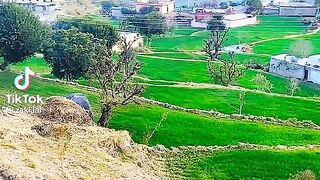 Green everywhere in the village