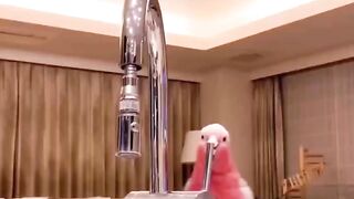 Vairul short parrot video