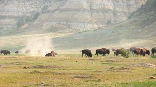 Buffaloes video