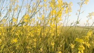 BEAUTY OF NATURE