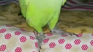 Talking Ring Neck Parrot