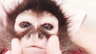 Cute monkey funny monkey