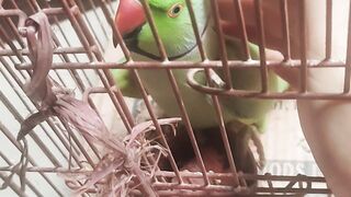 Cute talking parrot